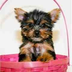 Teacup  Yorkie Puppies For Adoption