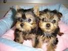 Yorkie Puppies available for adoption