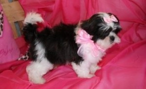 Attractive Female Shih Tzu Puppy