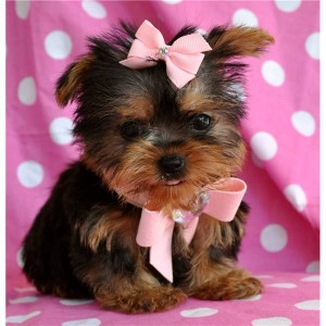 Nice looking yorkie Puppies For Adoption