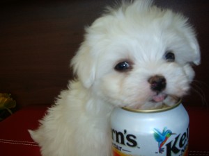 Healthy TeaCup Maltese Babies Ready For New Homes