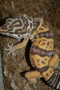 a pair of female Leopard geckos ready to go