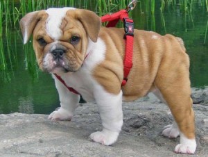 AKC  ENGLISH BULLDOG PUPPIES FOR ADOPTION  TO ANY GOOD AND HAPPY HOMES