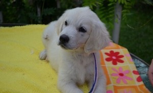 Golden Retriever Puppies Available Now for adoption