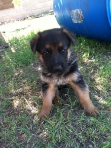 6 Week Old German Shepherd Puppies- 4 Left