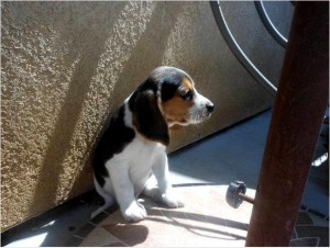 Adorable beagle pups for homes