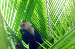 Nice looking and lovely capuchin monkey for sale.