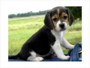 QUALITY/TRAINED BEAGLE PUPPIES FOR REHOME