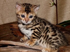 Home Trained Male And Female bengal kittens For Sale.