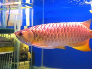Aquarium Arowana Fishes and freshwater Sting ray fishes For Sale