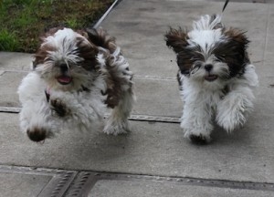 GOOD AND ATTRACTIVE MAGNIFICENT shih Tzu puppies ready for new and lovely homes.