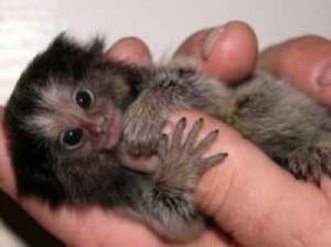 Top Quality Marmoset monkeys for homes