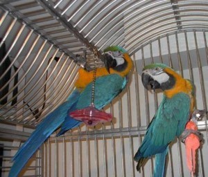 BLU MACAWS FOR ADOPTION