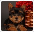 Teacup  Yorkie Puppies For Adoption