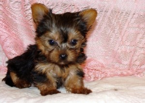 Nice T-Cup Yorkie puppies ready for a new home