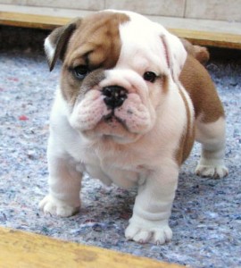 Excellent English Bulldog puppies for a lovely home