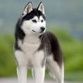 FREE SIBERIAN HUSKY