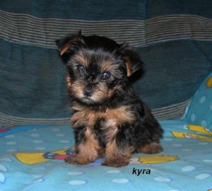 Affectionate and charming Yorkshire Terrier puppies for free adoption