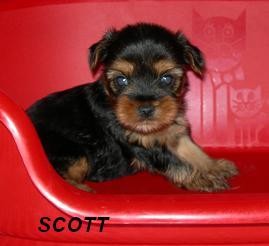 5 adorable, AKC registered Yorkie pups available to good homes!