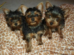 Extremely cute tecup yorkie puppies available for adoption