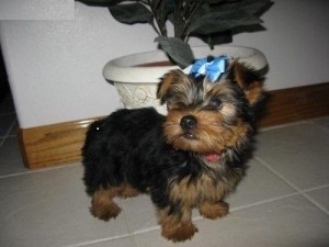 Gorgeous Male and Female Yorkshire Terrier puppies for adoption