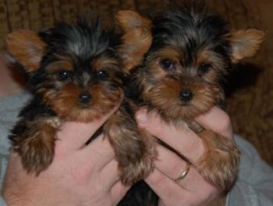 We are proud to announce that we have three Yorkie puppies ready for any loving home. All of our puppies are raised in our home.