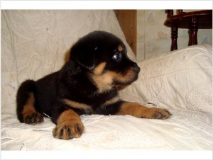 German Rottweiler AKC and CKC registered