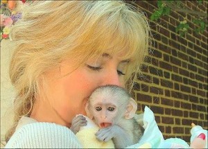 Cute and Adorable capuchin monkeys