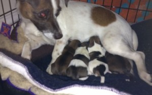 A very small very cute and beautiful litter of jackahuahua's born Sunday 30/9/12