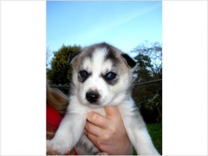 AKC Siberian Husky puppies for rehome