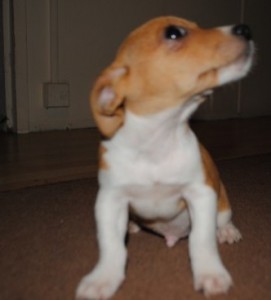 Lovely puppies girls and boys available mum can be seen ready now they have been wormed