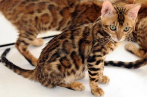 Gorgeous Bengal Kitten Very Playful TICA Registered