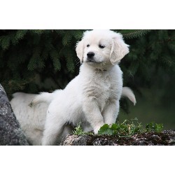 adorable golden retriever puppy for FREE adoption