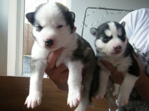 Sensational looking Siberian Huskies Puppies