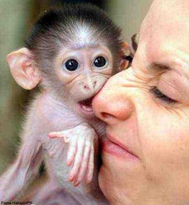 !Two Baby Capuchin Monkeys For Christmas!