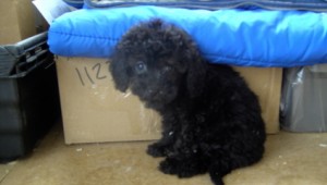 Toy Poodle puppies