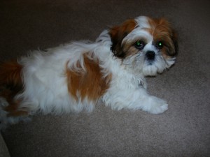 Shih Tzu. Male puppy