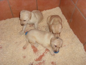 golden labrador puppies