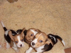 beagle tri colour, Both, 10weeks