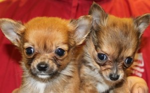 pedigree long haired Chihuahua pups,