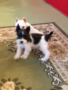 Cute and cuddly Miniature Schnauzer babies.