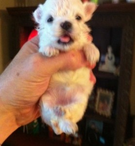 Woody is an adorable small pure Maltese boy.