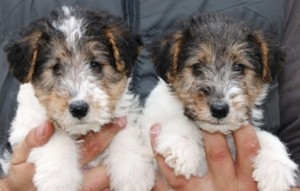 wire Haired Fox terrier Girls,