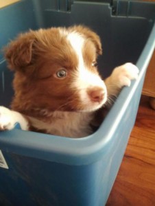 Red male Aussie Pup