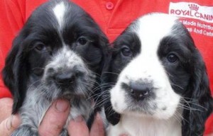 Blue Roan Cocker Spaniels, Both,