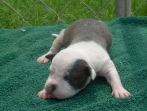 Blue American Staffordshire Terriers Bullys Puppies