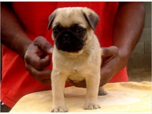 Healthy Pug puppies.