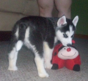 lovely siberian husky puppies for adoption.