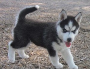 SIBERIANHUSKY PUPPIES FOR ADOPTION