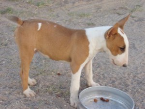 Bull terrier..... beatiful red male puppy , 4 months old.